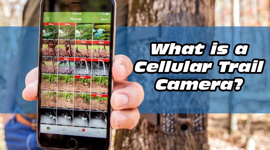 What is a Cellular Trail Camera?